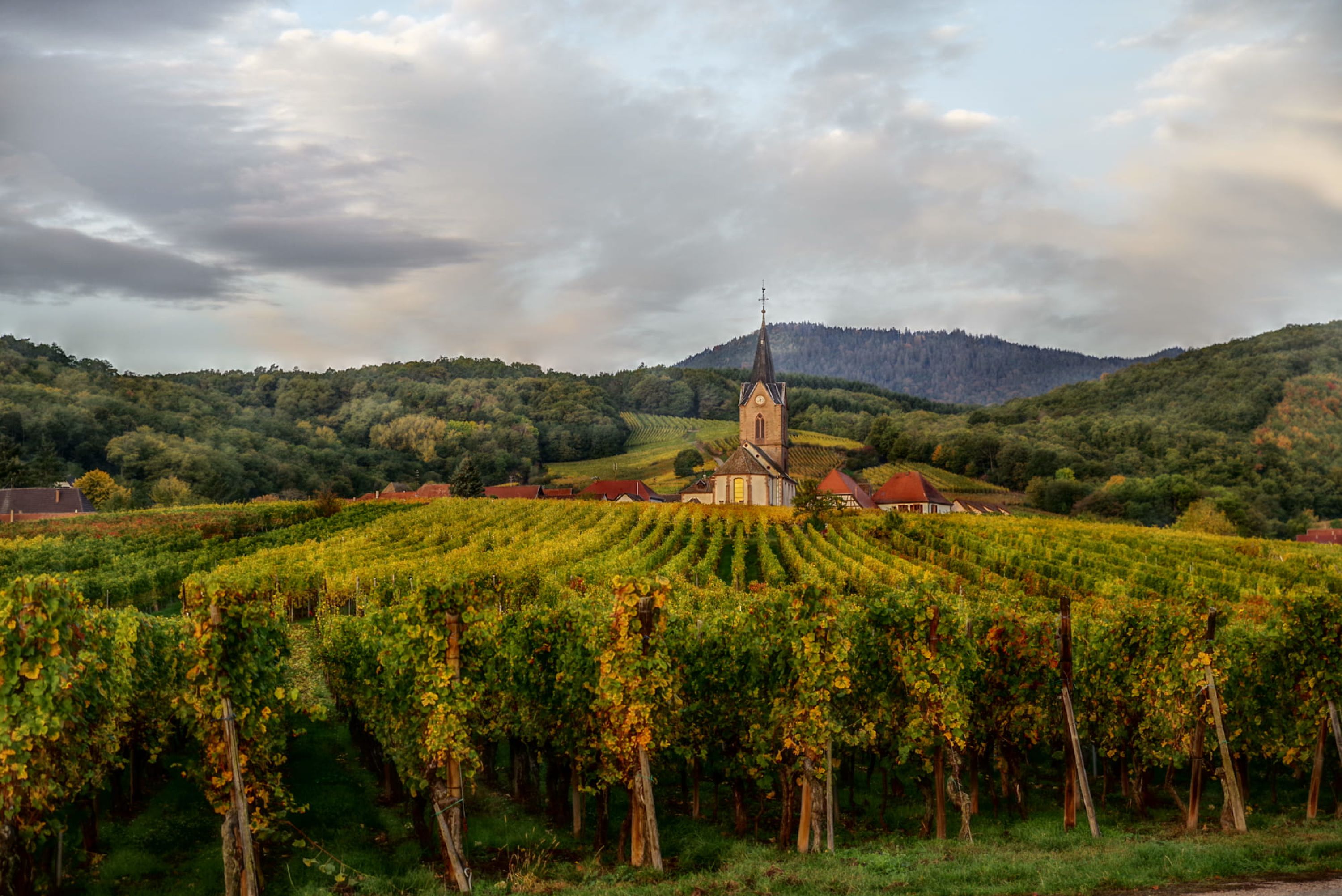 Domaine Georges Klein, agroforesterie et viticulture biologique en Alsace