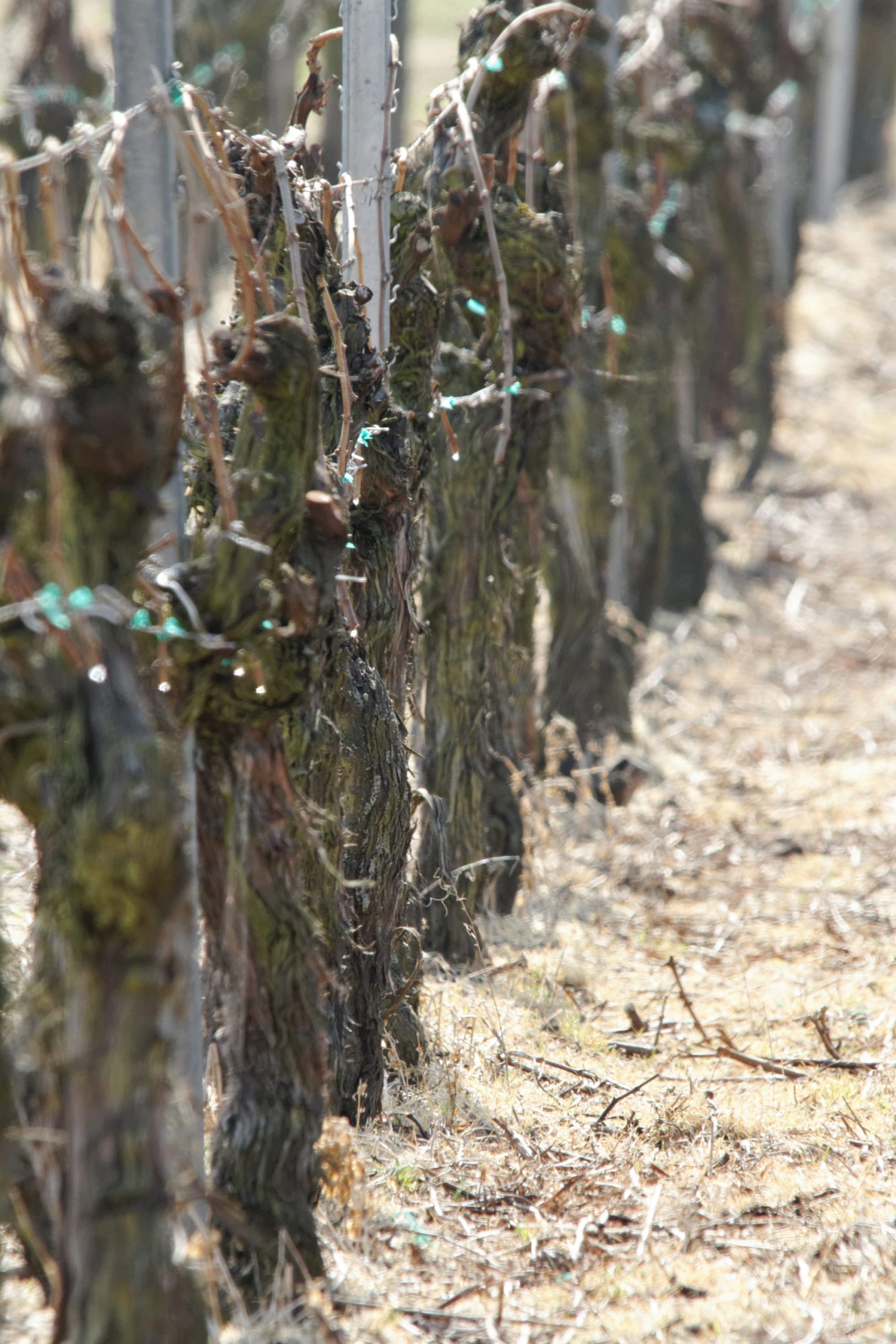 Domaine Georges Klein, agroforesterie et viticulture biologique en Alsace